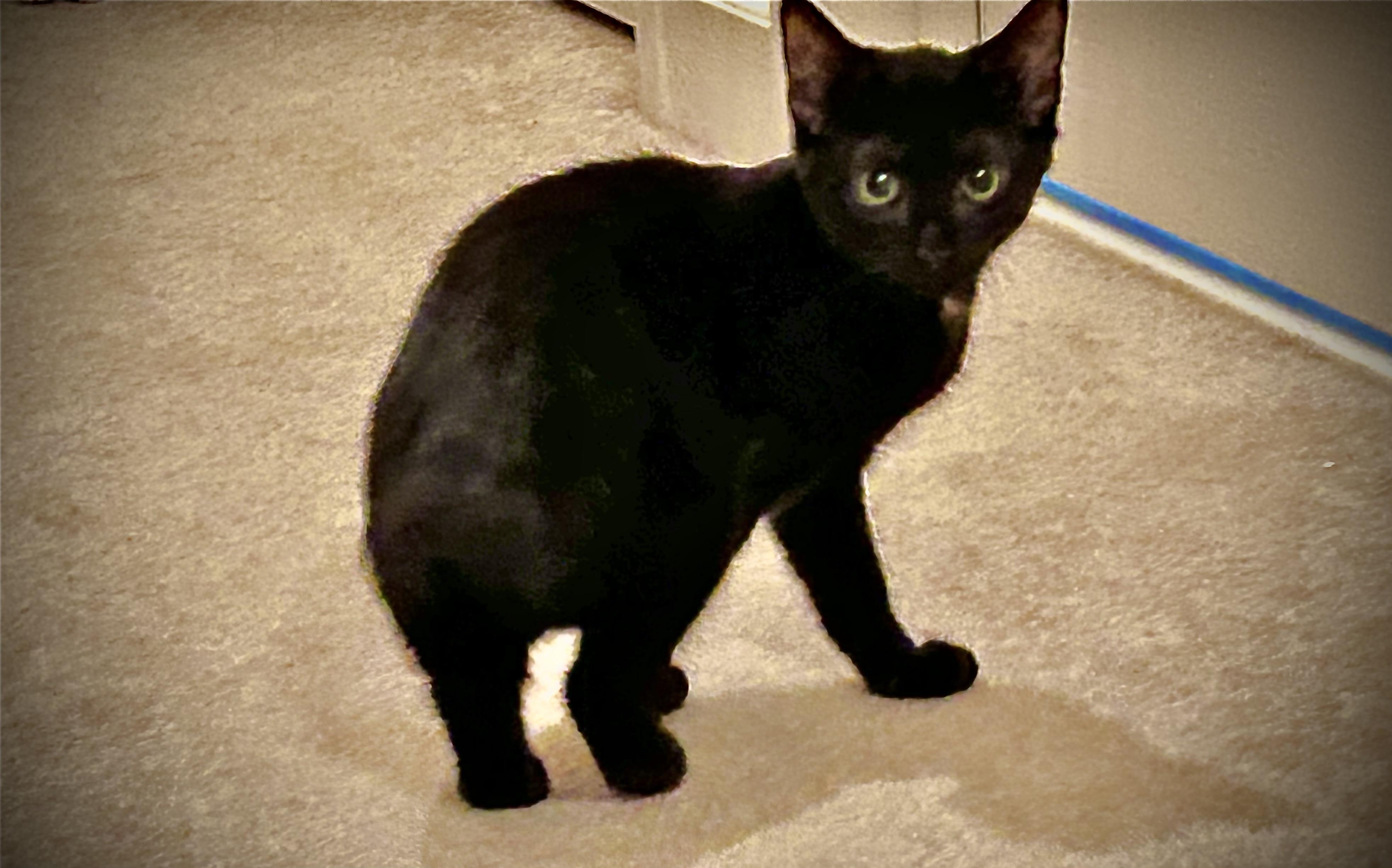 Letty & Mia, a Adoptable mixed breed in Winston-Salem, NC image 2/6