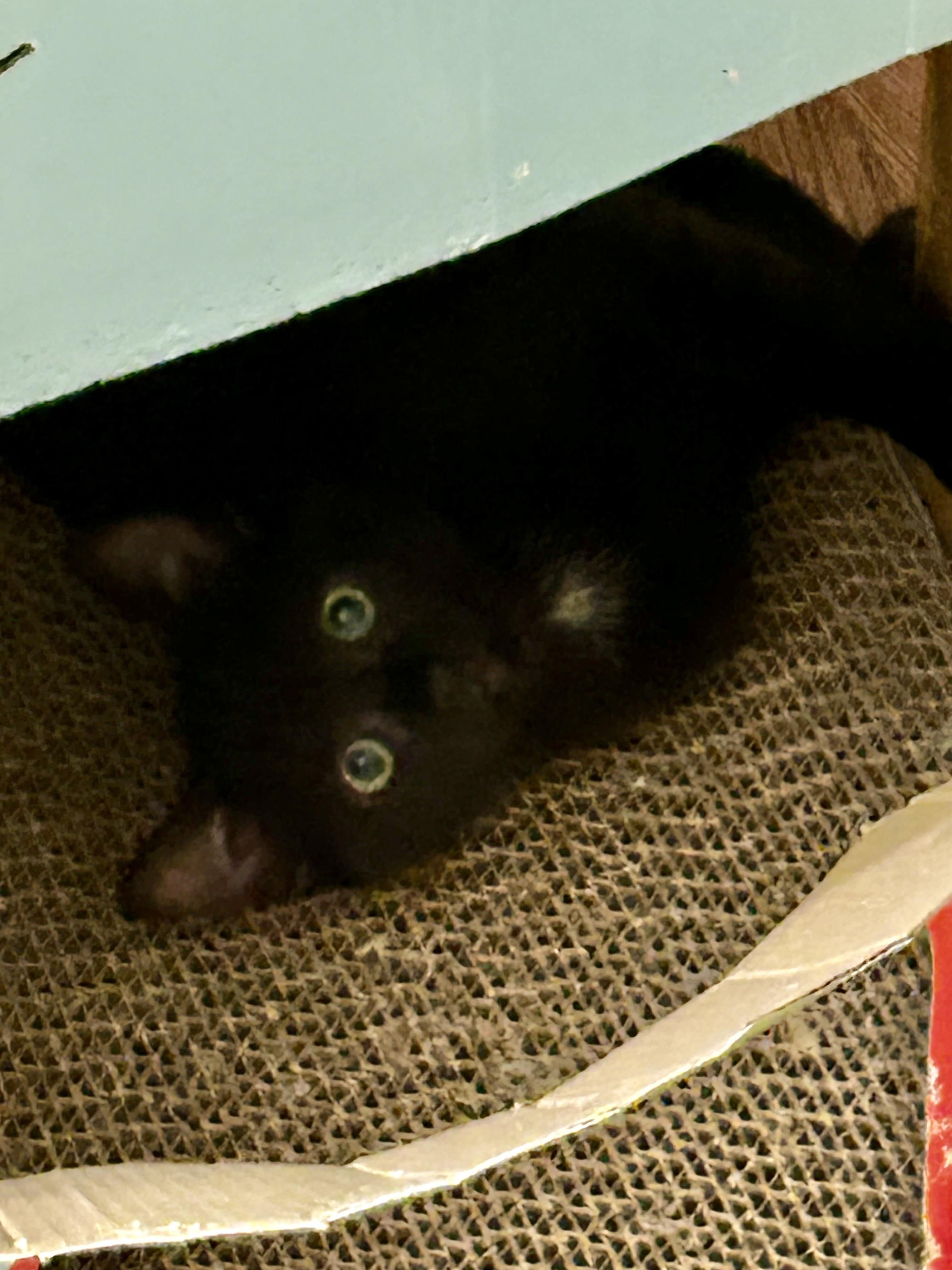 Letty & Mia, a Adoptable mixed breed in Winston-Salem, NC image 5/6