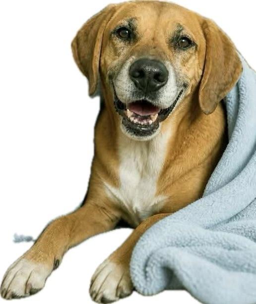 Hayden, Adoptable, Senior Male Hound.