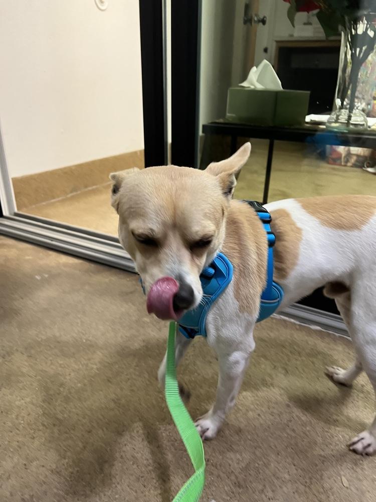 Louie, Adoptable, Adult Male Terrier.