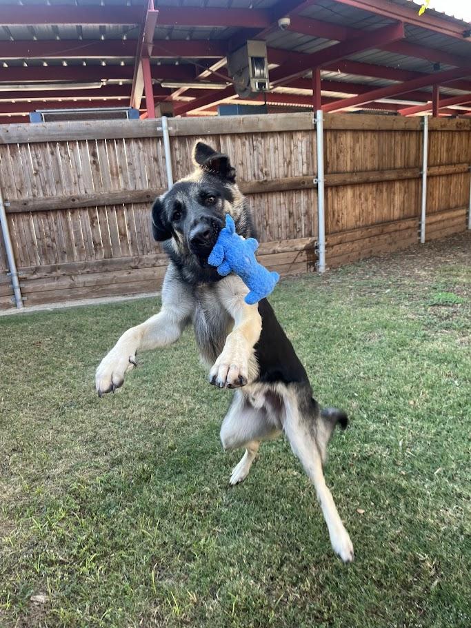 Rufus A212861