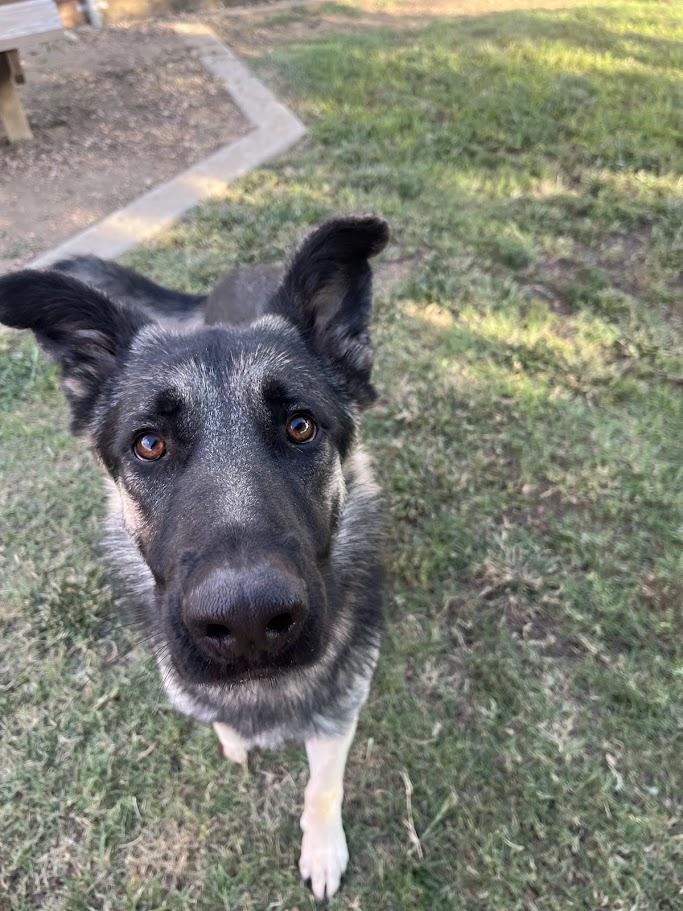 Rufus A212861