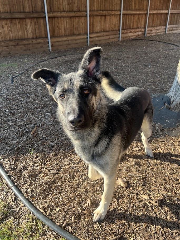 Rufus A212861