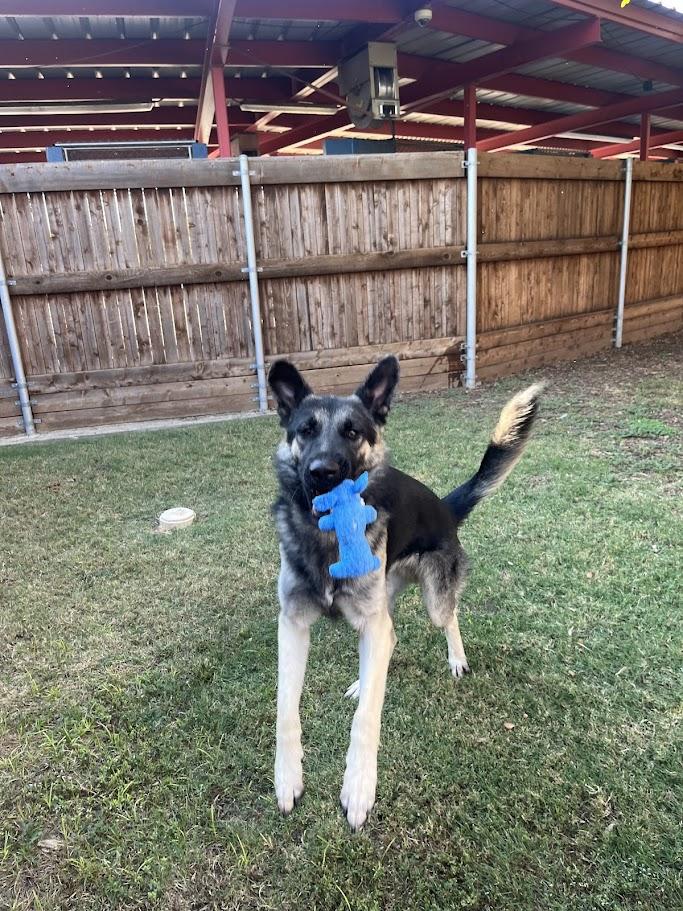 Rufus A212861