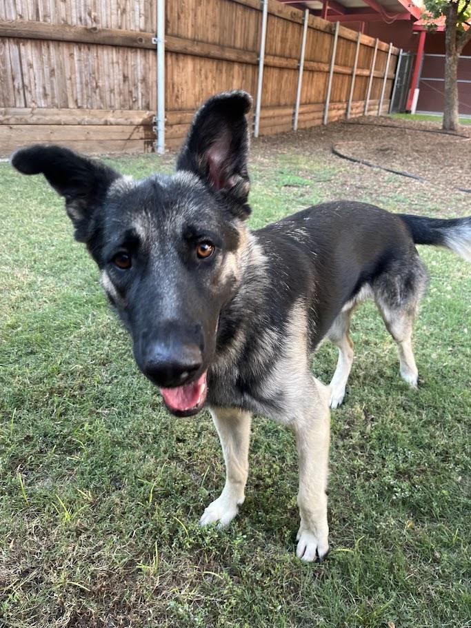 Rufus A212861