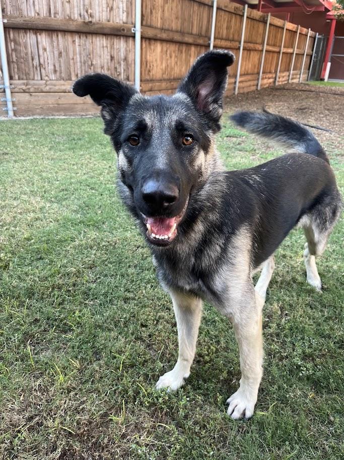 Rufus A212861