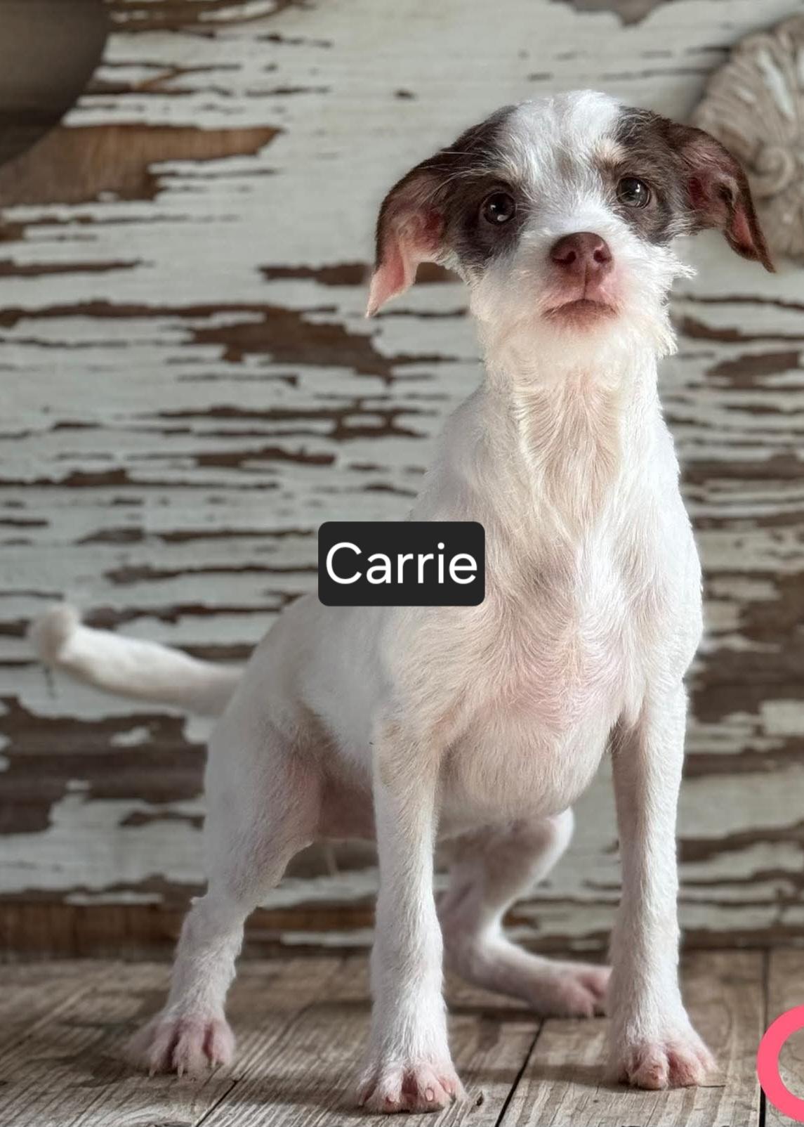 Enlarge Carrie, a ADOPTABLE mixed breed in Willis , TX image 1/1
