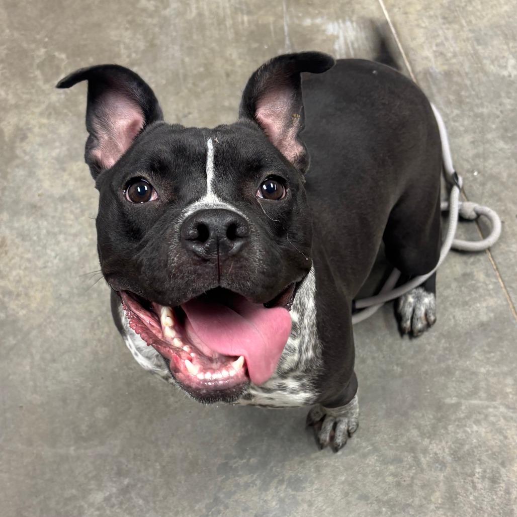 Enlarge Azaria, a Adoptable mixed breed in Manhattan, KS image 1/5