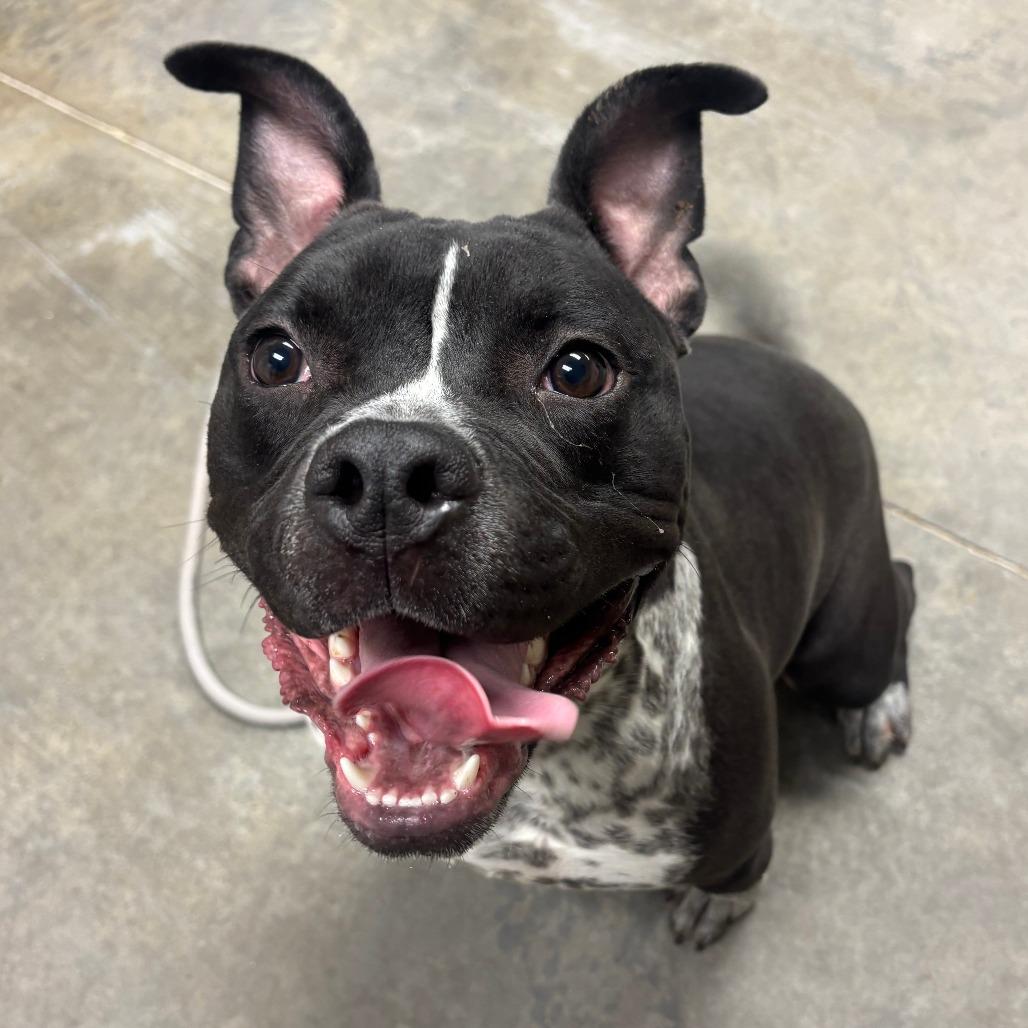 Enlarge Azaria, a Adoptable mixed breed in Manhattan, KS image 2/5