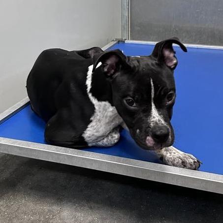 Enlarge Azaria, a Adoptable mixed breed in Manhattan, KS image 4/5