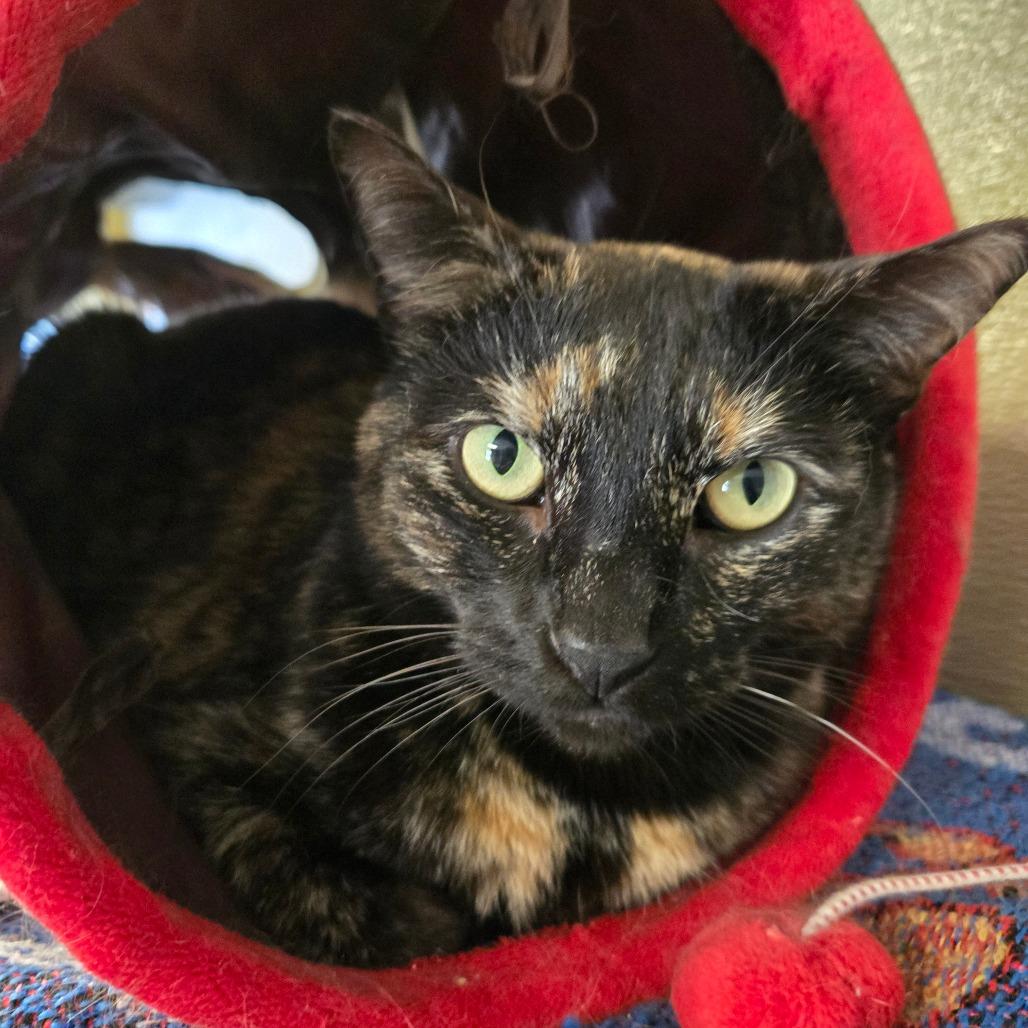 Meatloaf, Adoptable, Adult Female Domestic Short Hair.