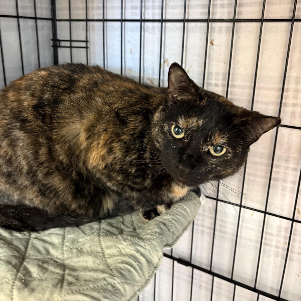 Enlarge Meatloaf, a Adoptable Domestic Short Hair in Pennsville, NJ image 2/2