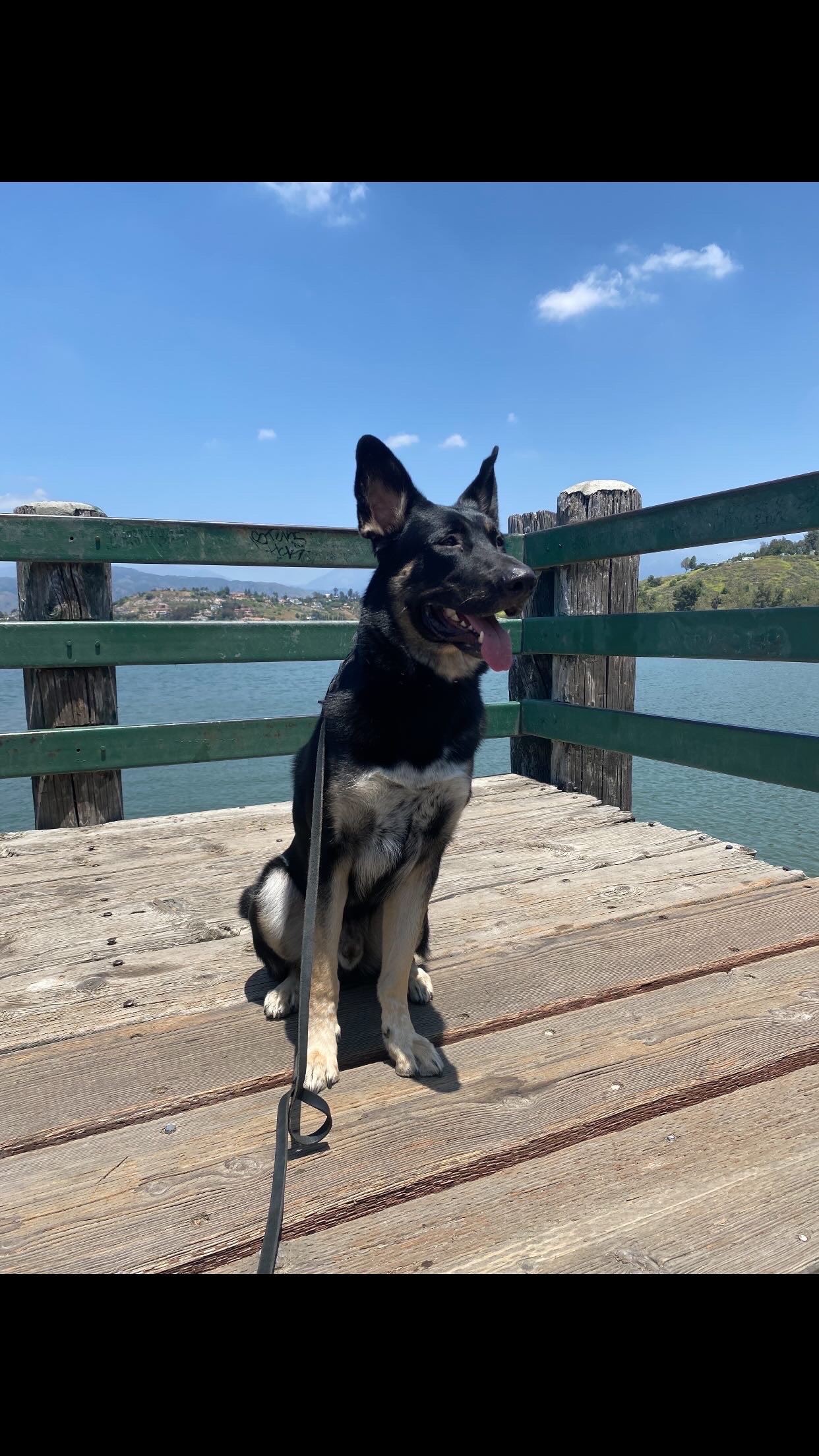 Lugosi, Adoptable, Adult Male German Shepherd Dog & Siberian Husky.