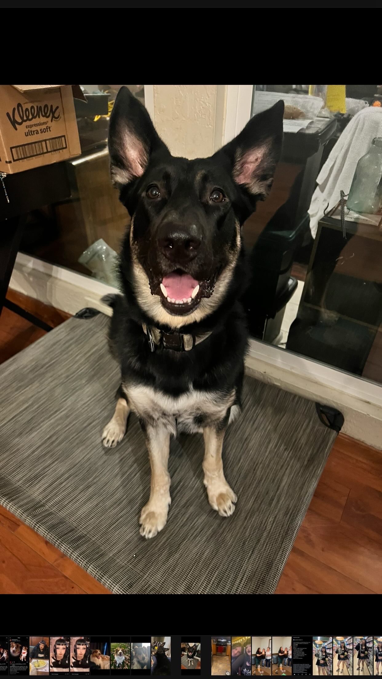 Enlarge Lugosi, a Adoptable mixed breed in Los Angeles, CA image 2/3