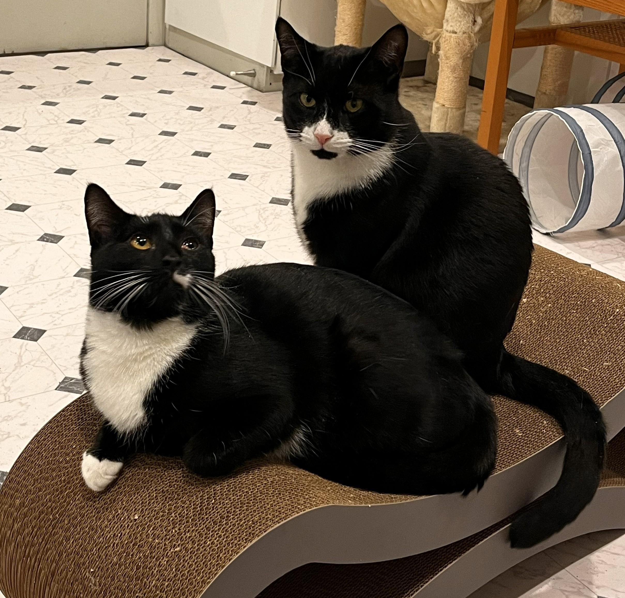 Peter and Alex, ADOPTABLE, Adult Male Domestic Short Hair.