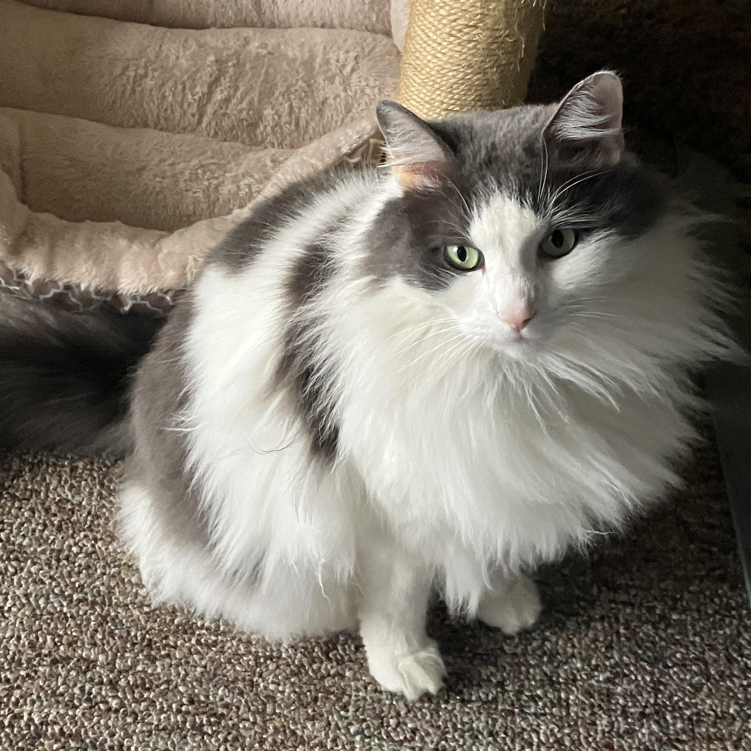 Squishmallow, a ADOPTABLE Domestic Long Hair in Norwalk, CT image 2/2