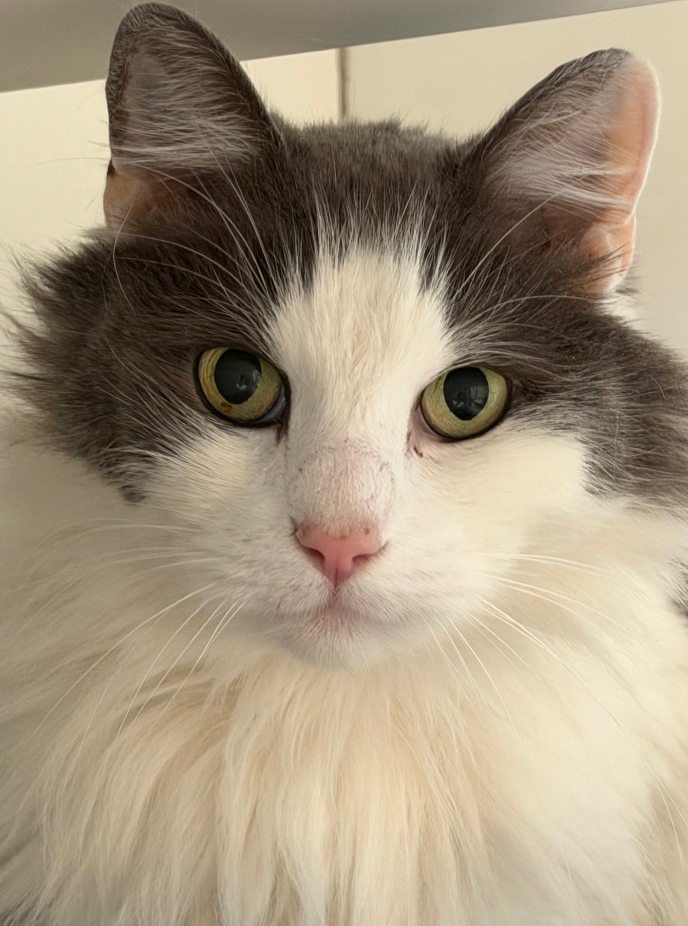 Squishmallow, ADOPTABLE, Senior Male Domestic Long Hair.