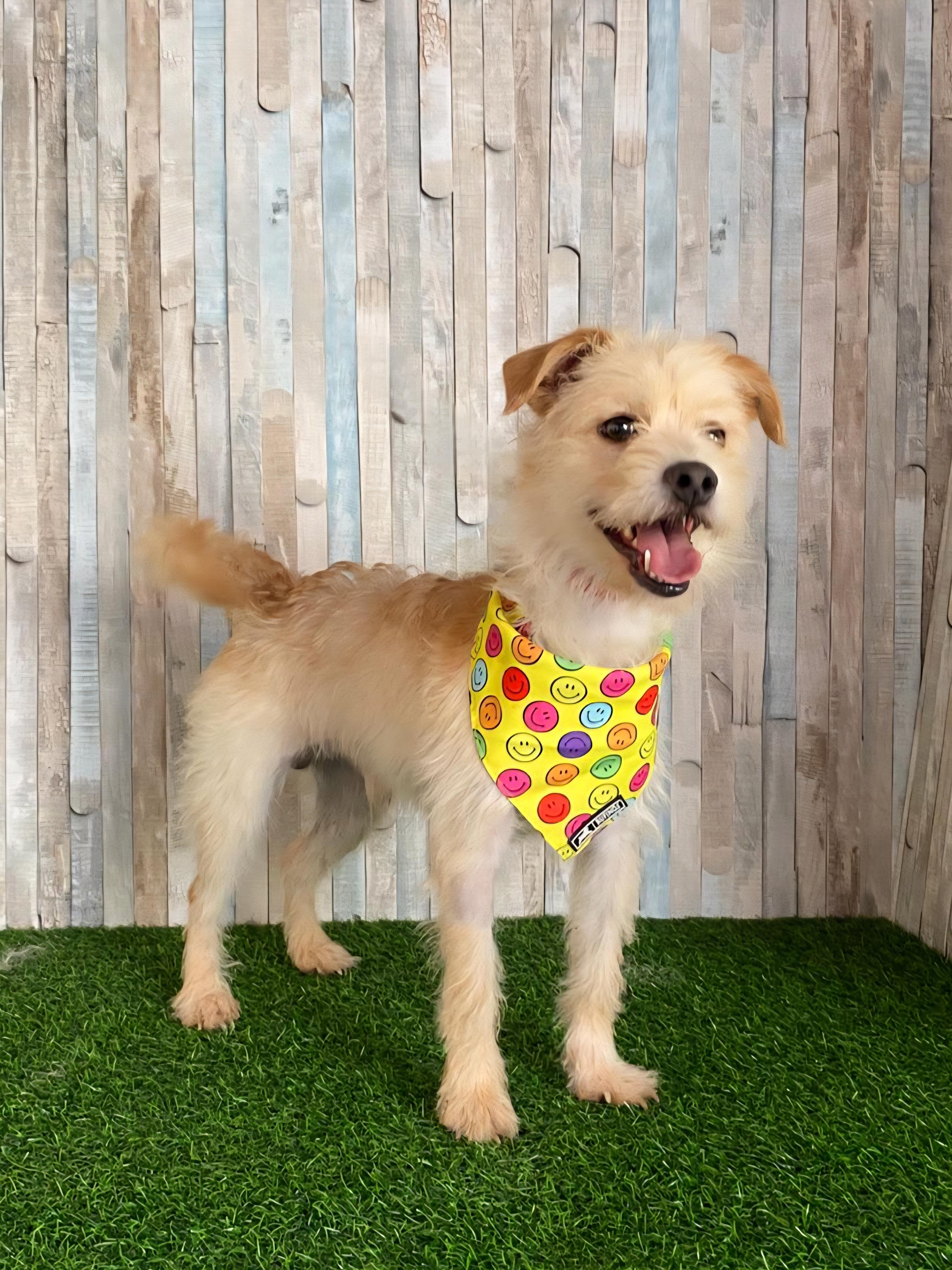 RICKY, Adopted, Young Male Norfolk Terrier & Miniature Poodle.