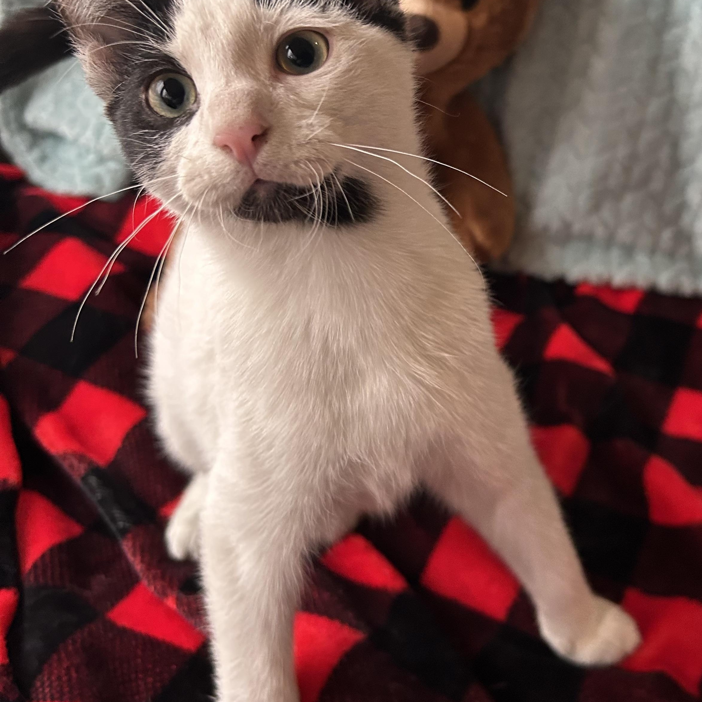 Johnny , Adoptable, Kitten Male Domestic Short Hair.