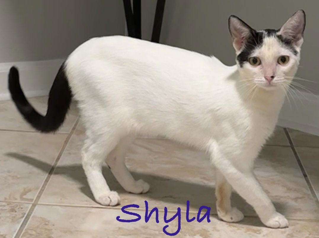 Enlarge Shyla, a Adoptable Domestic Short Hair in Longwood, FL image 1/3