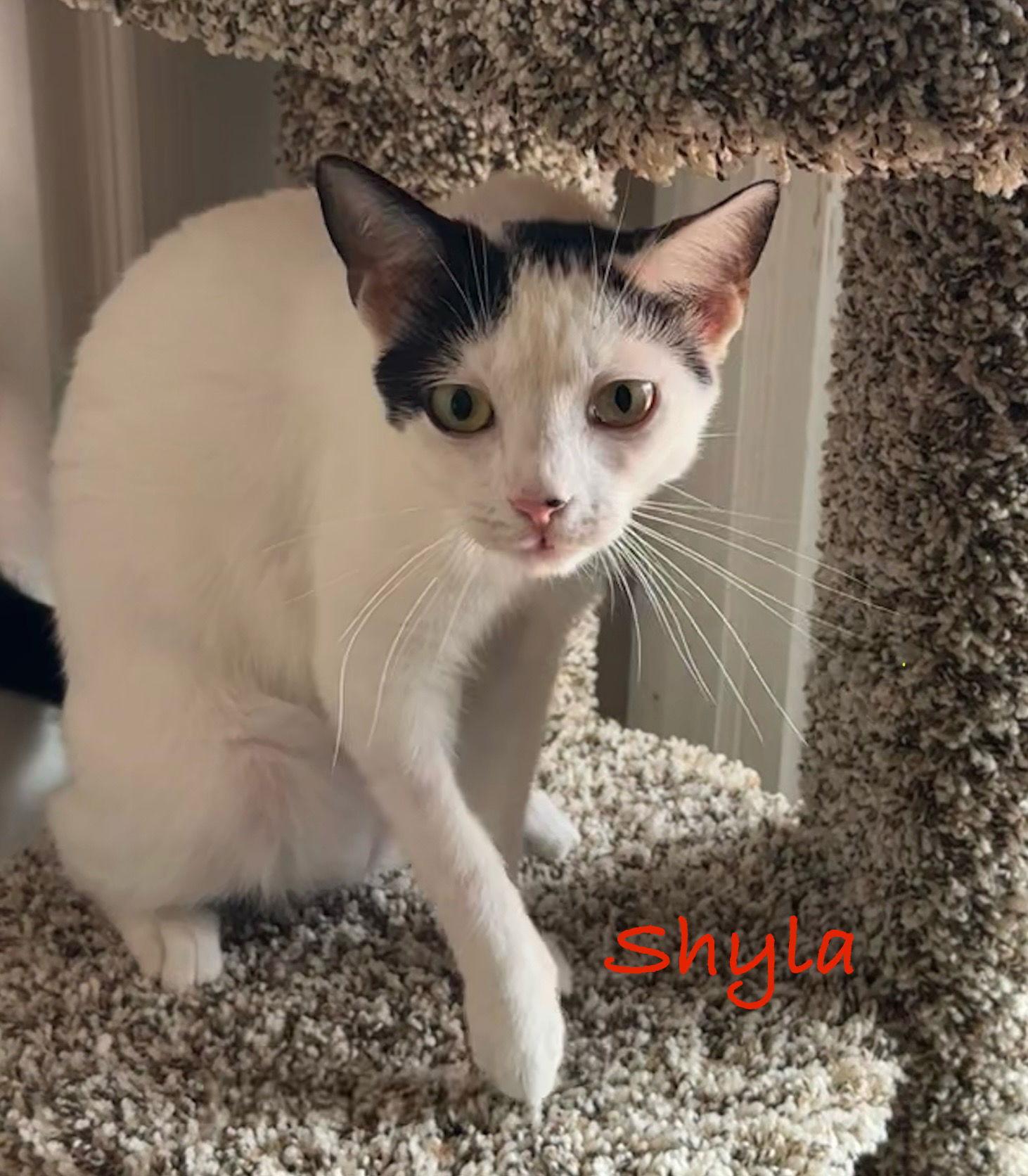 Enlarge Shyla, a Adoptable Domestic Short Hair in Longwood, FL image 2/3