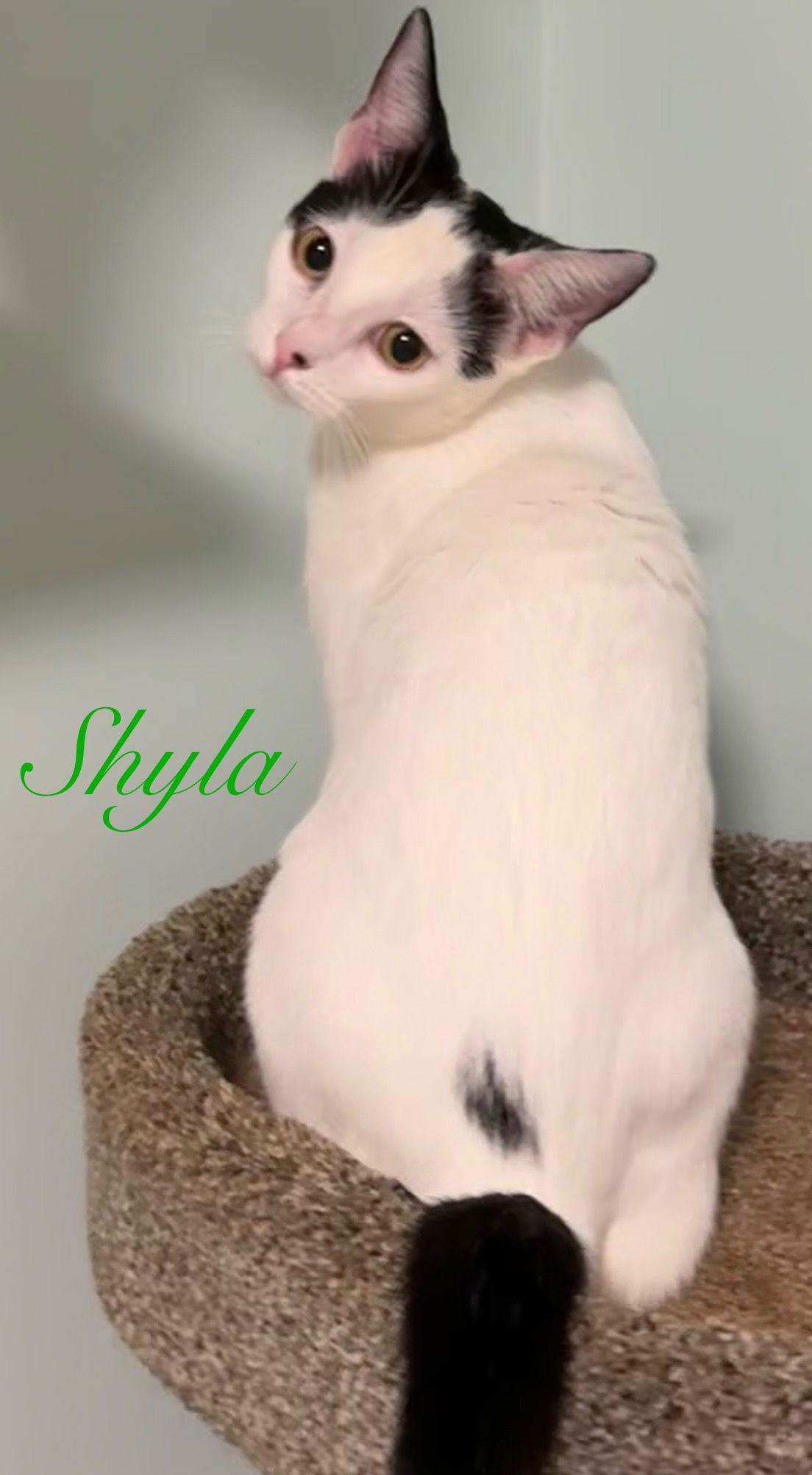 Enlarge Shyla, a Adoptable Domestic Short Hair in Longwood, FL image 3/3