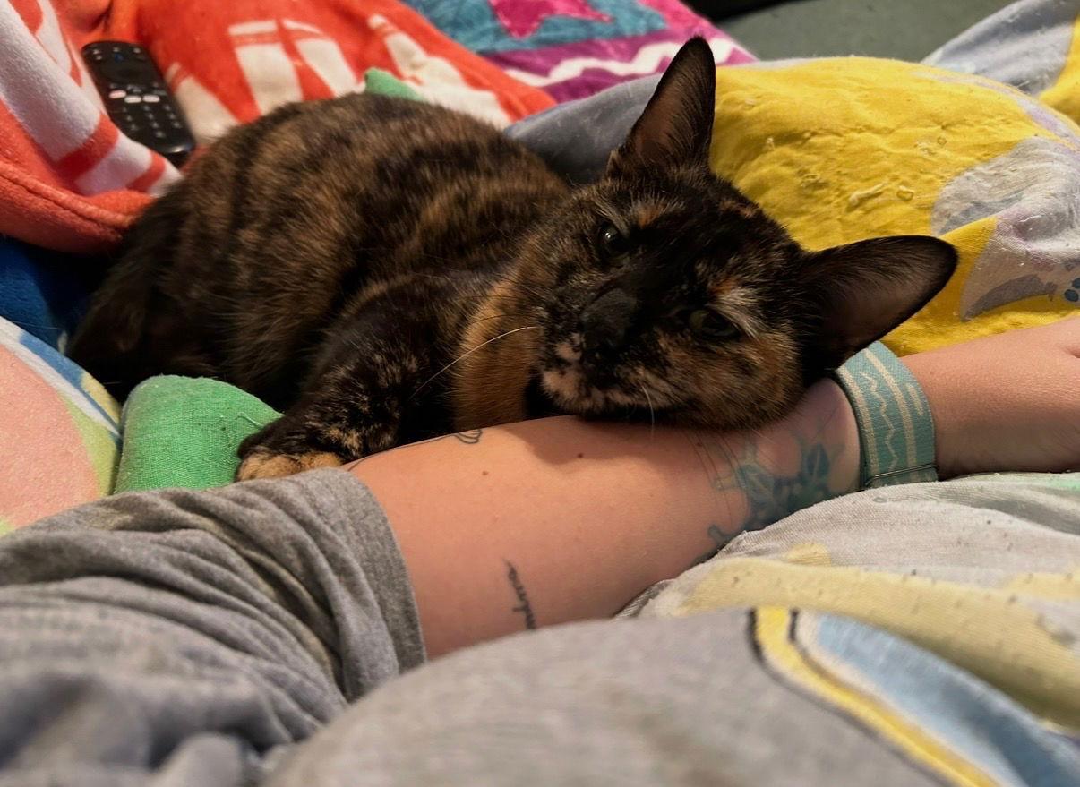 Enlarge Lucy, a Adoptable Domestic Short Hair in Rochester, NY image 1/3