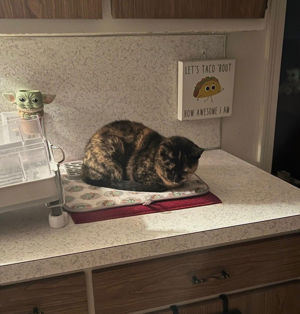 Enlarge Lucy, a Adoptable Domestic Short Hair in Rochester, NY image 2/3