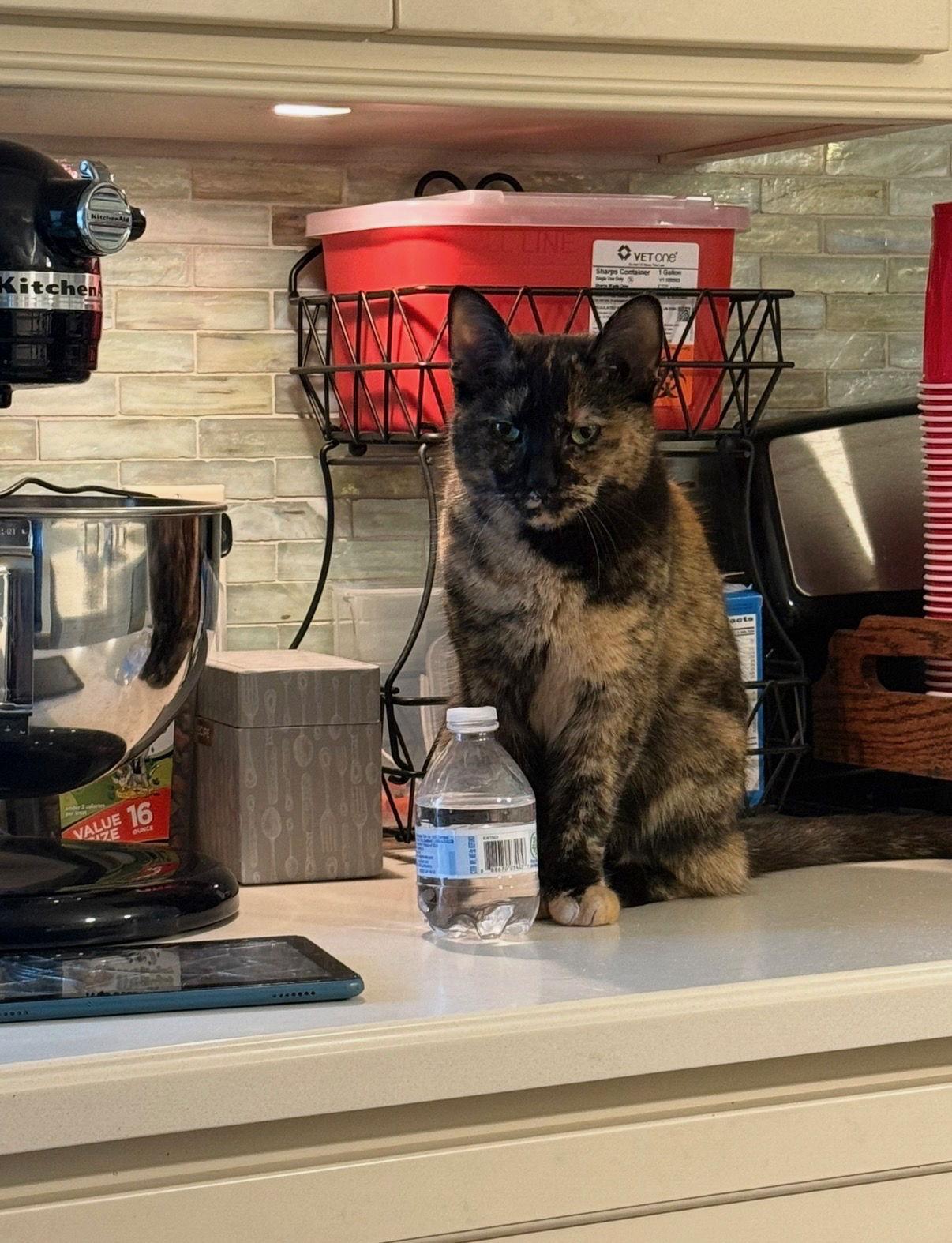 Enlarge Lucy, a Adoptable Domestic Short Hair in Rochester, NY image 3/3