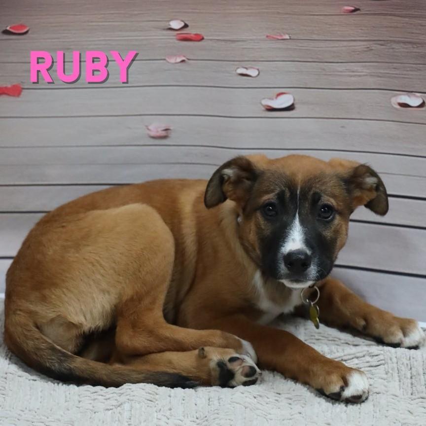 Ruby, a Adoptable mixed breed in Albany, NY image 4/5