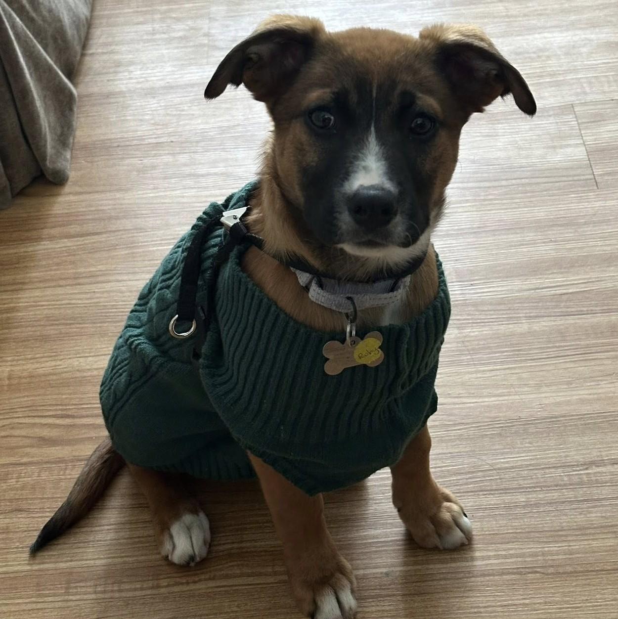 Ruby, a Adoptable mixed breed in Albany, NY image 1/5