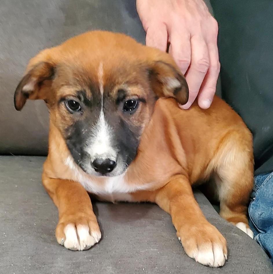 Ruby, a Adoptable mixed breed in Albany, NY image 5/5