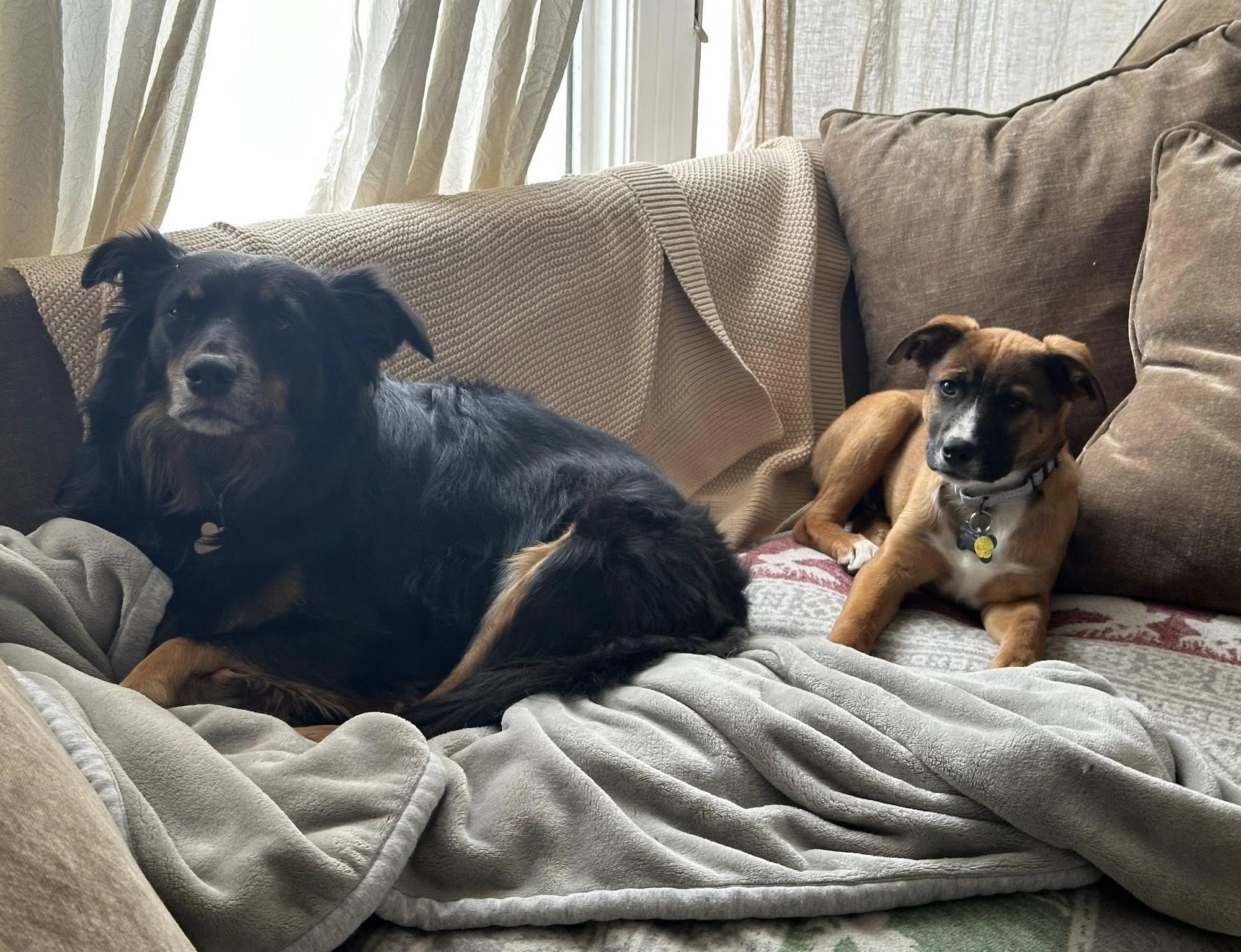 Ruby, a Adoptable mixed breed in Albany, NY image 3/5