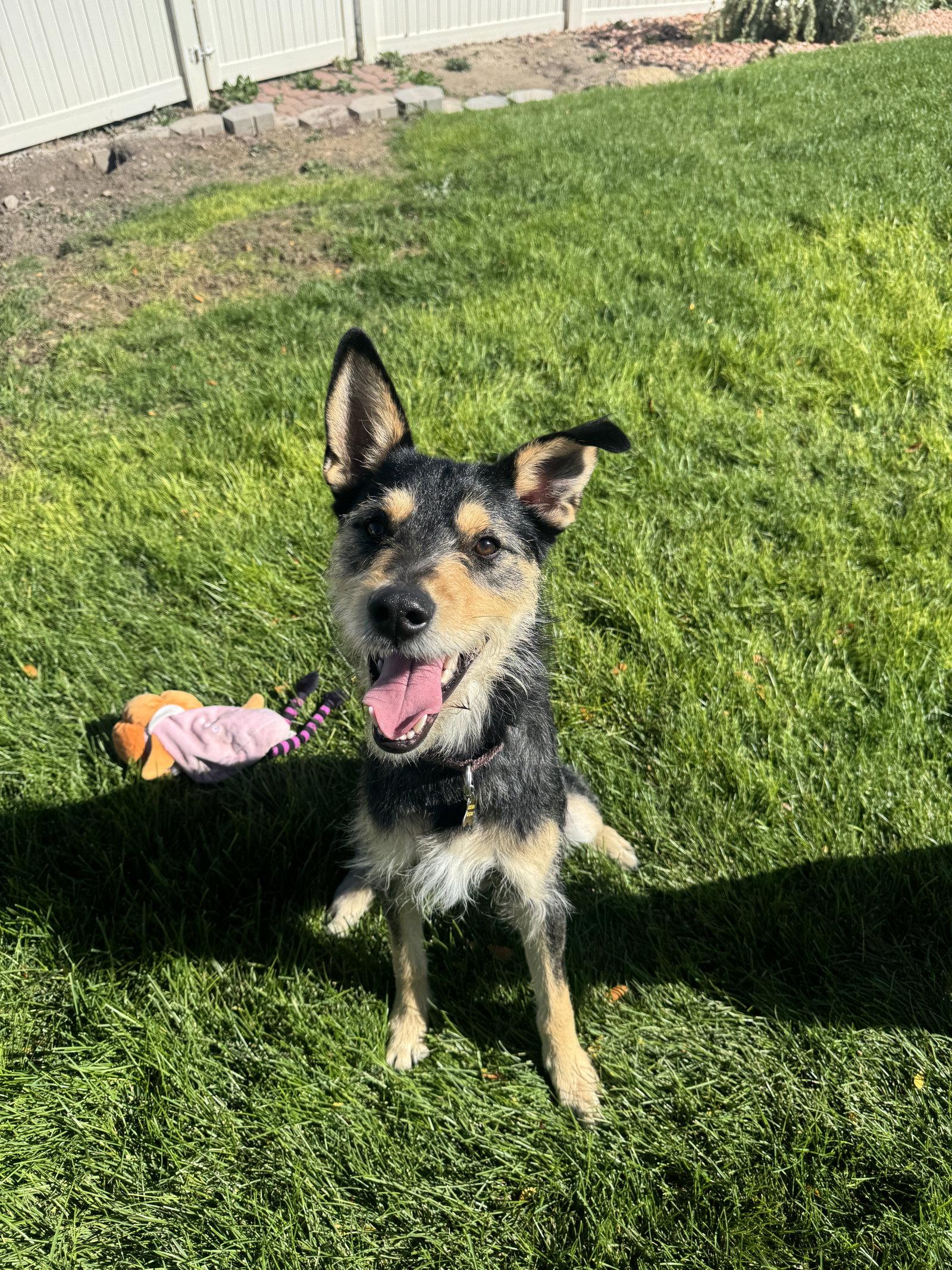 Kev, Adoptable, Young Male Terrier.