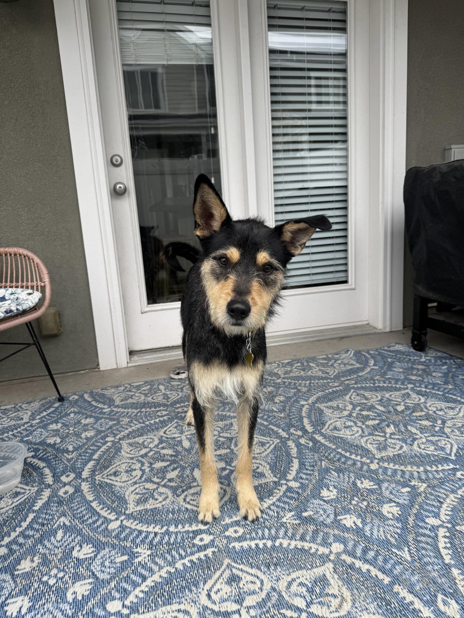 Enlarge Kev, a Adoptable Terrier in Salt Lake City, UT image 2/3