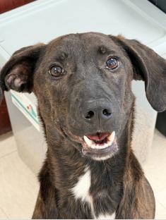 Enlarge Bretta , a ADOPTABLE Hound in Clayton, NJ image 1/2