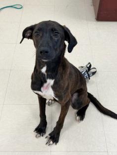 Enlarge Bretta , a ADOPTABLE Hound in Clayton, NJ image 2/2