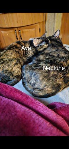 Ava, Adoptable, Adult Female Domestic Short Hair & Domestic Short Hair.