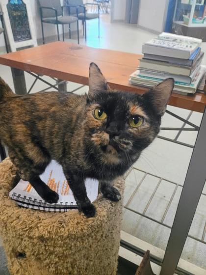Ava, a Adoptable mixed breed in Beatrice, NE image 2/2