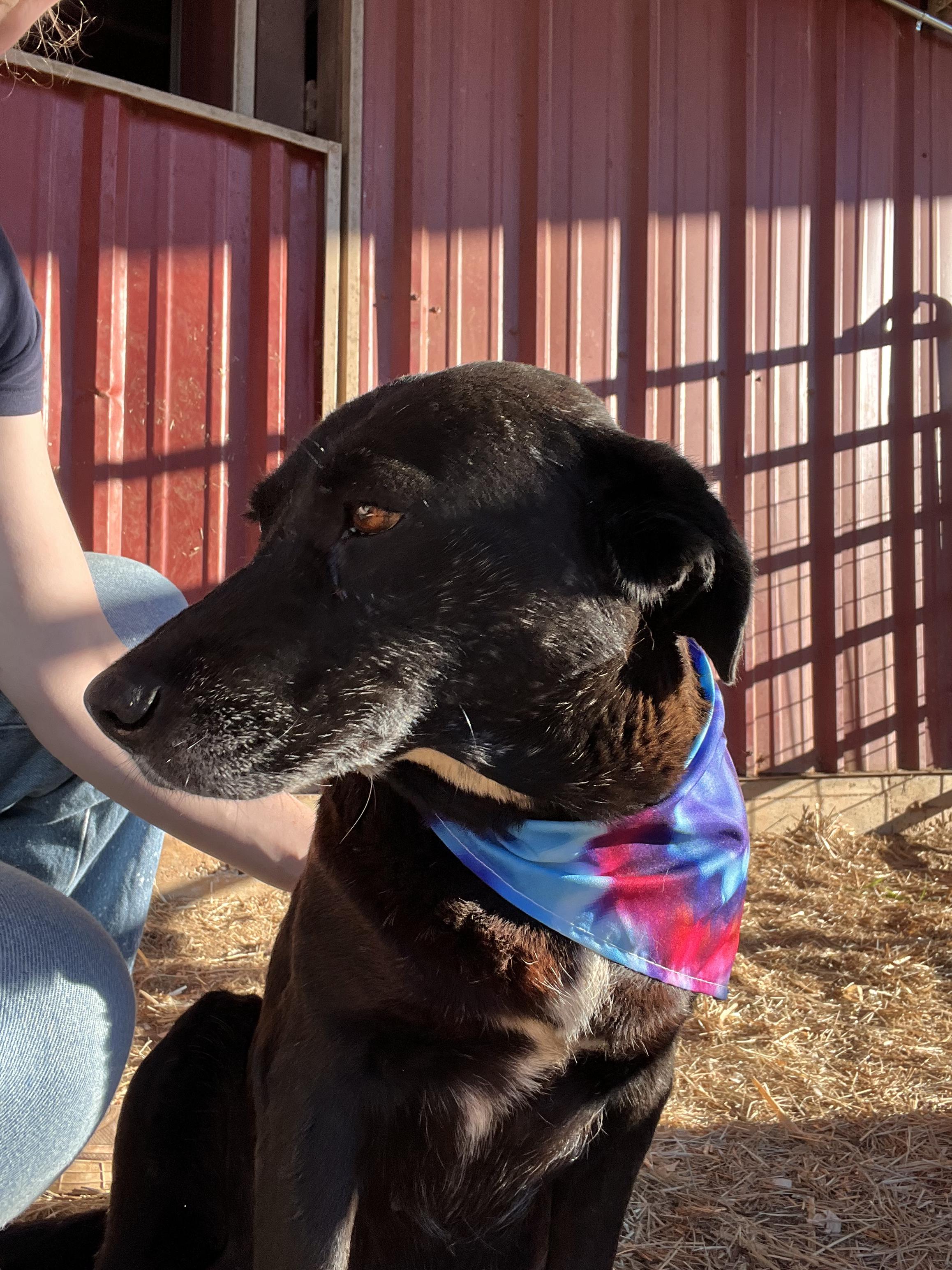 Enlarge Priscilla, a Adoptable mixed breed in Seguin, TX image 4/5