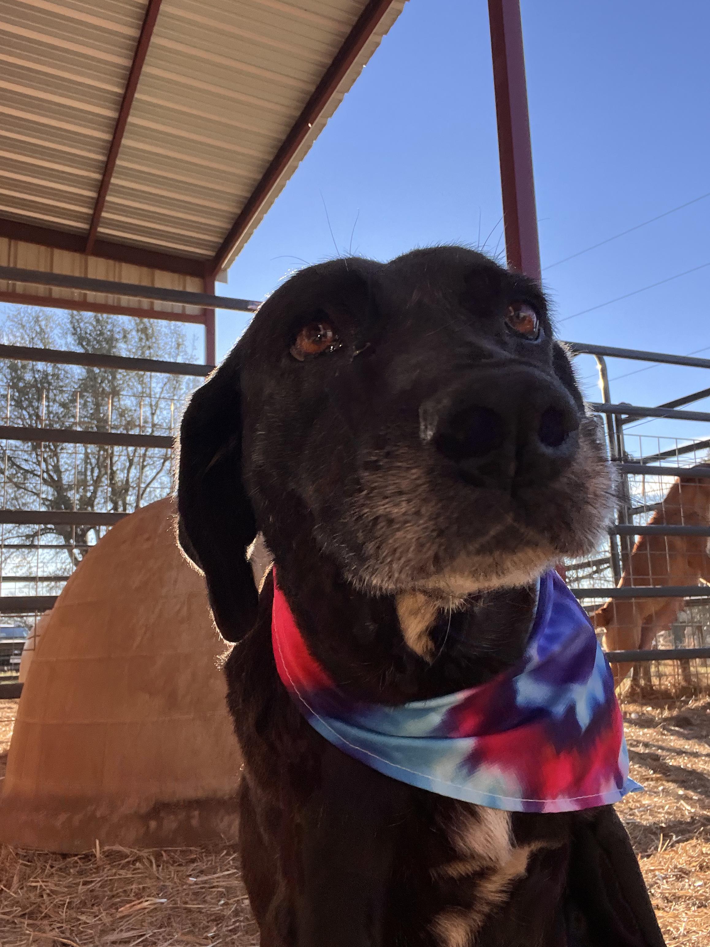 Enlarge Priscilla, a Adoptable mixed breed in Seguin, TX image 3/5