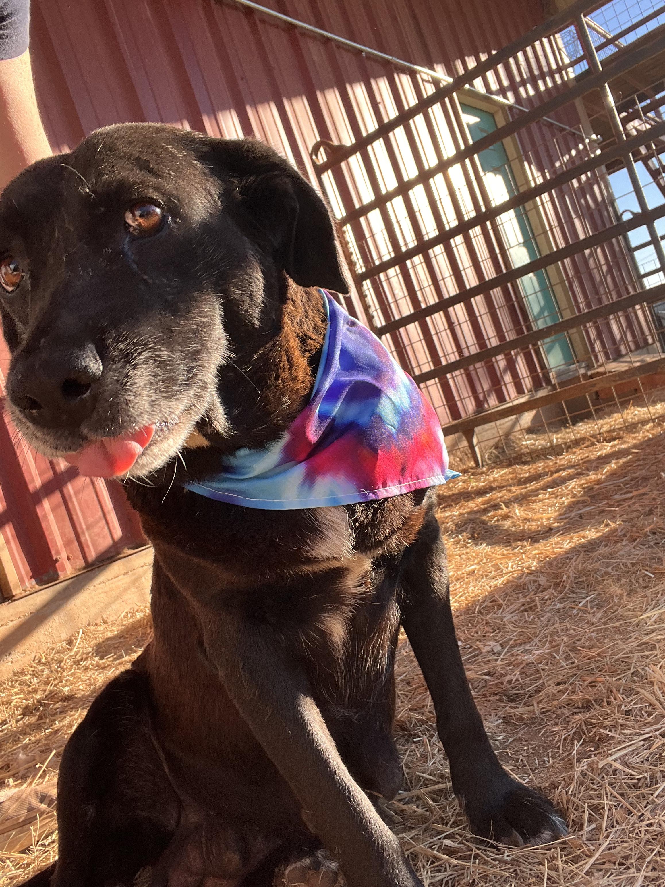 Enlarge Priscilla, a Adoptable mixed breed in Seguin, TX image 5/5