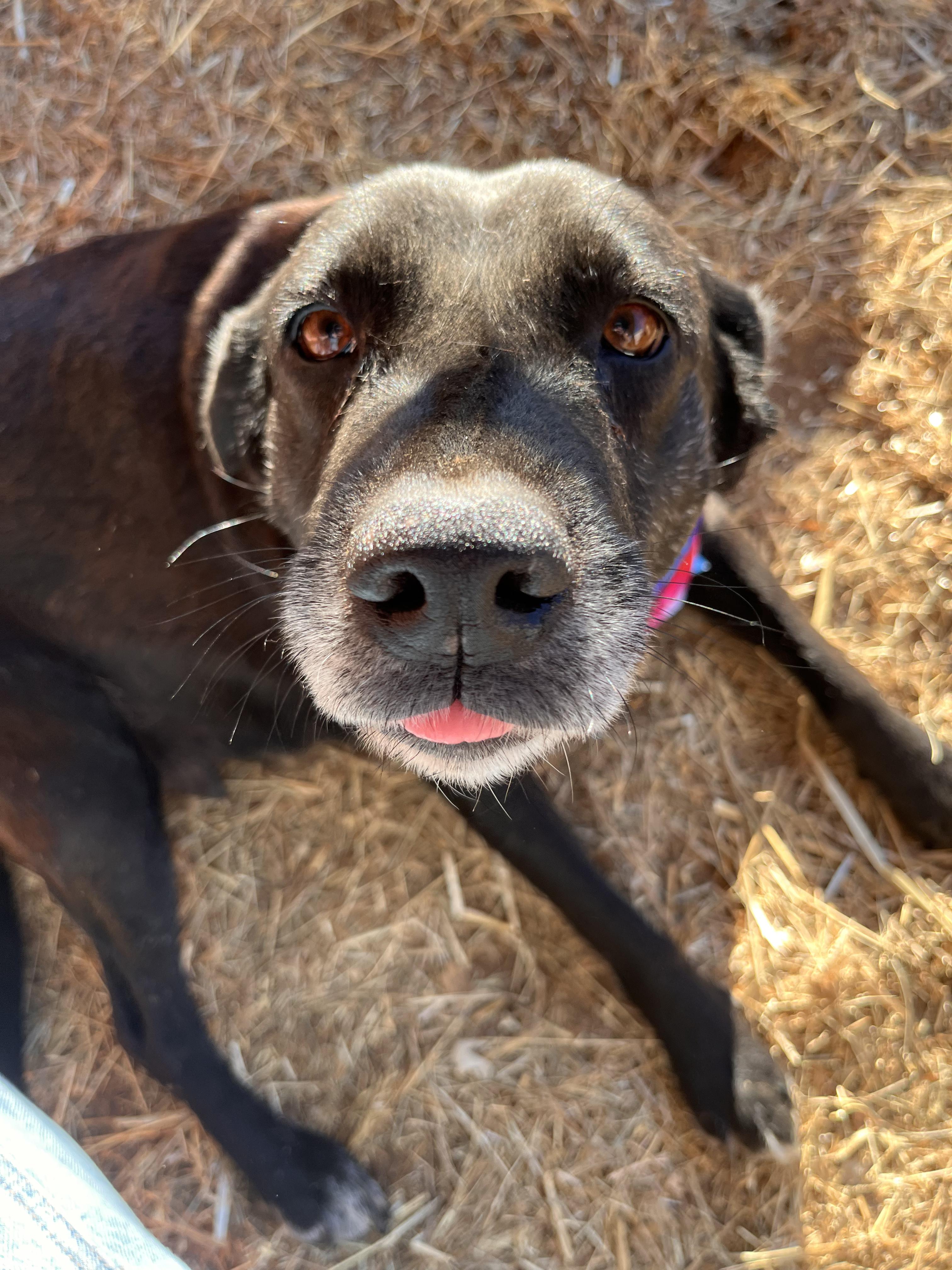 Priscilla, Adoptable, Adult Female Black Labrador Retriever.