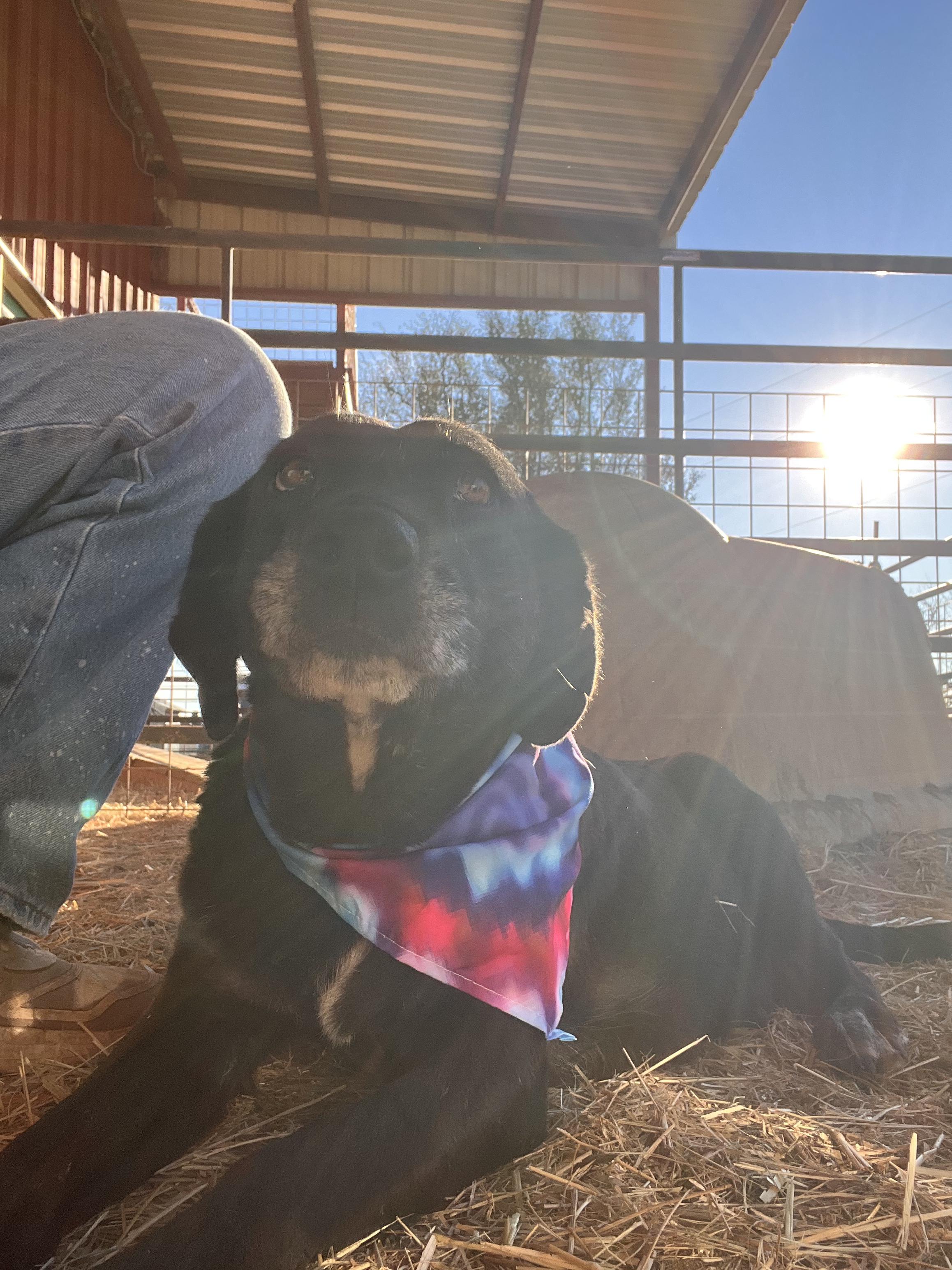 Enlarge Priscilla, a Adoptable mixed breed in Seguin, TX image 2/5