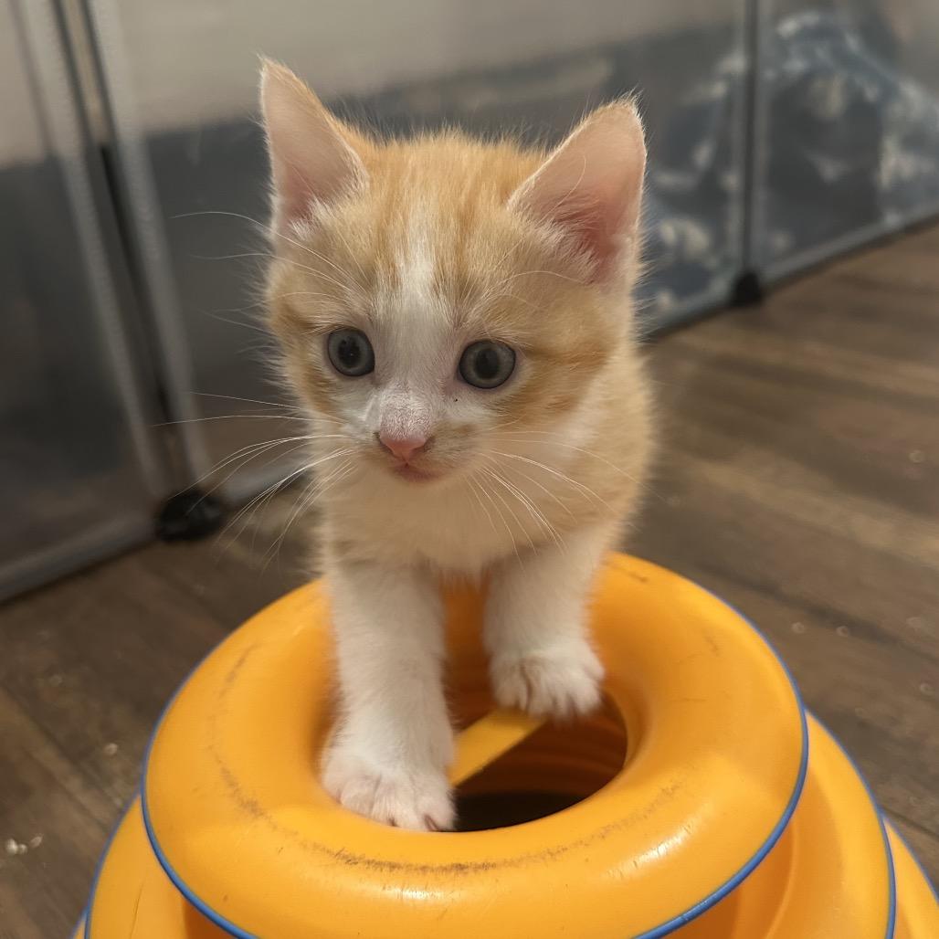 Barry, Adoptable, Young Male Domestic Short Hair.