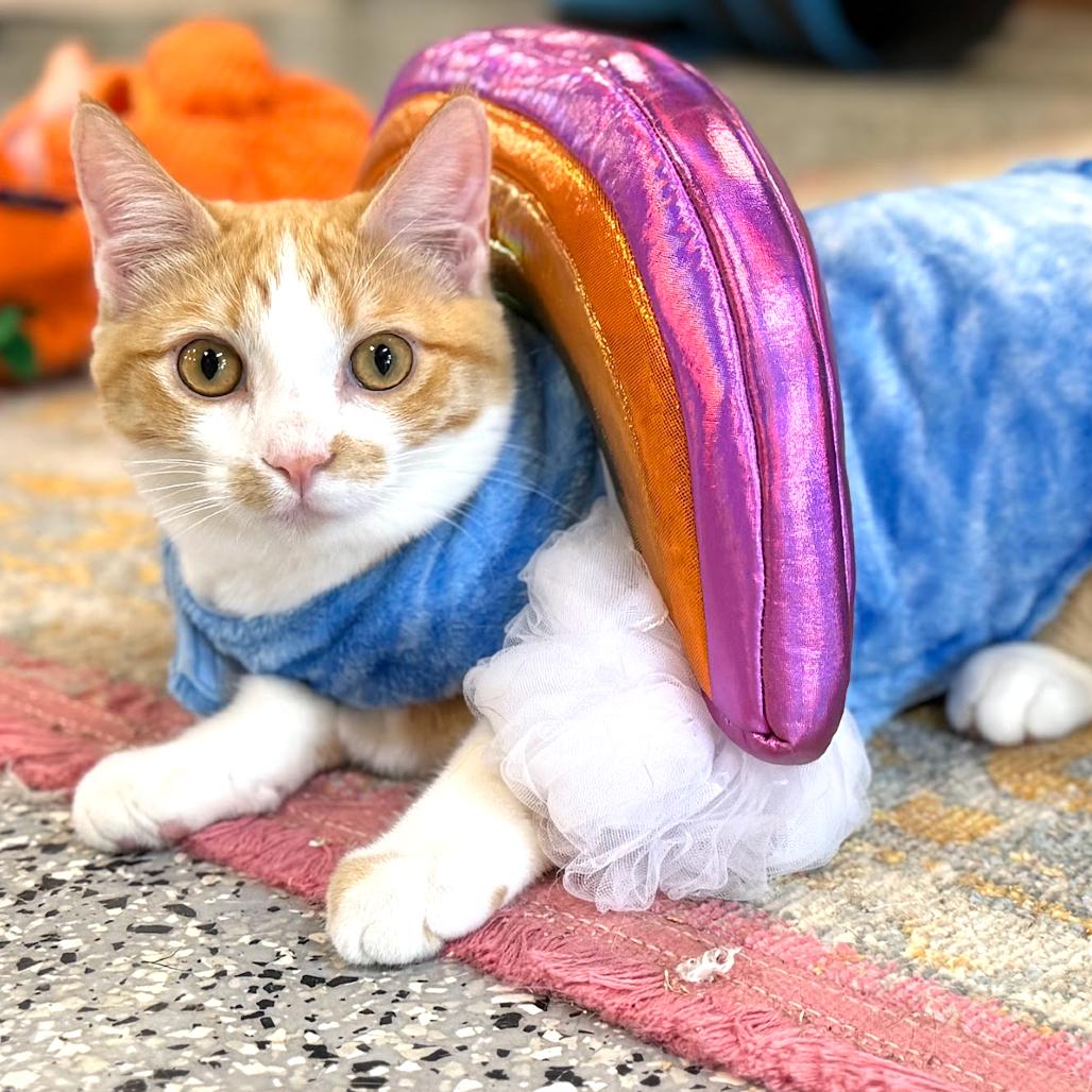 Barry, a Adoptable Domestic Short Hair in Nowata, OK image 1/6