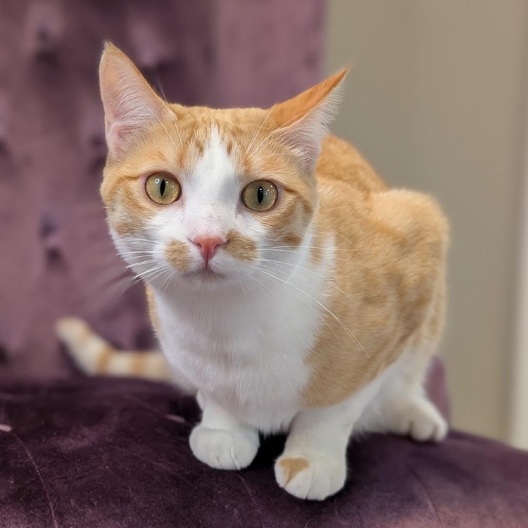 Enlarge Barry, a Adoptable Domestic Short Hair in Nowata, OK image 2/5