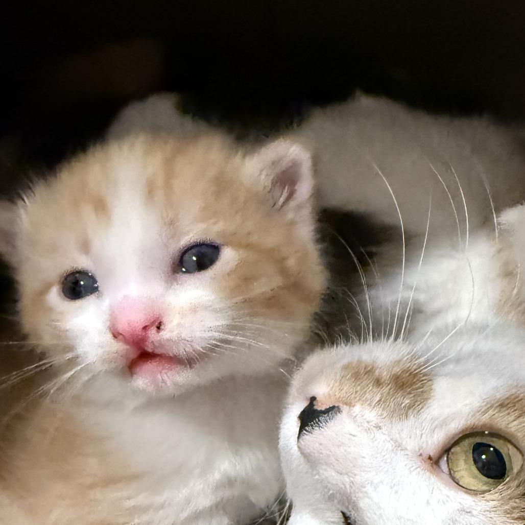 Barry, a Adoptable Domestic Short Hair in Nowata, OK image 3/6