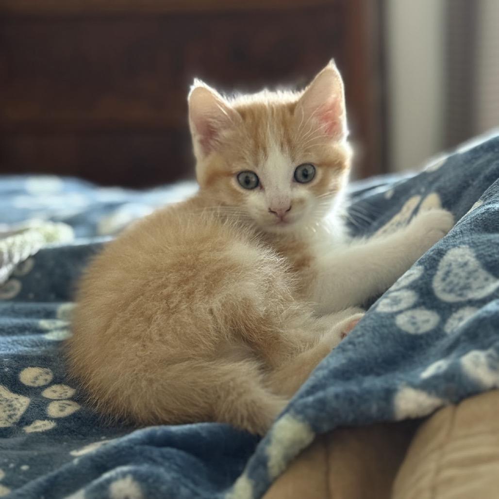 Barry, a Adoptable Domestic Short Hair in Nowata, OK image 5/6