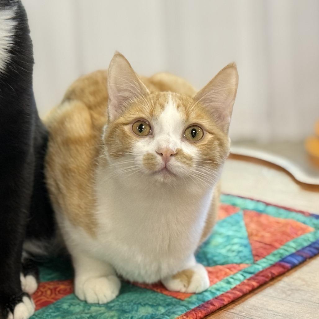 Barry, a Adoptable Domestic Short Hair in Nowata, OK image 6/6